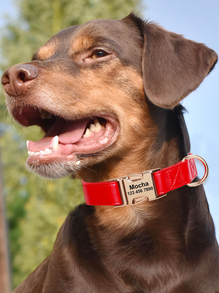 Engraved Dog Collar